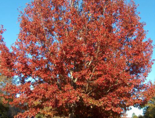 Shumard Red Oak